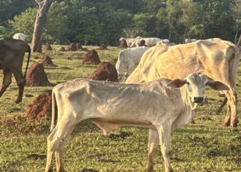 Gado é encontrado em situação de maus-tratos durante fiscalização em fazenda