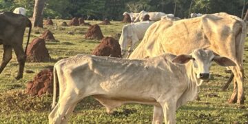 Gado é encontrado em situação de maus-tratos durante fiscalização em fazenda