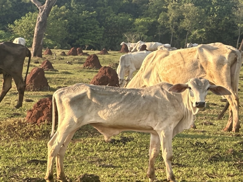 Gado é encontrado em situação de maus-tratos durante fiscalização em fazenda