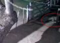 Onça é flagrada levando cachorro após invadir chácara em Corumbá