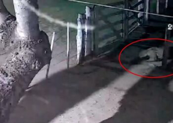 Onça é flagrada levando cachorro após invadir chácara em Corumbá