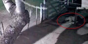Onça é flagrada levando cachorro após invadir chácara em Corumbá