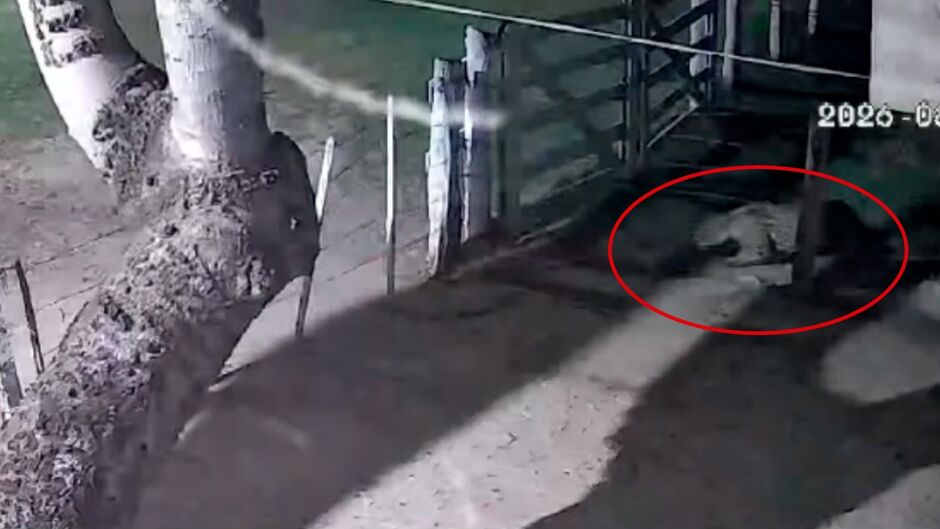 Onça é flagrada levando cachorro após invadir chácara em Corumbá