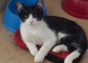 Feira de adoção reúne 15 gatos nesta sexta-feira em Campo Grande Feira de adoção reúne 15 gatos nesta sexta-feira em Campo Grande
