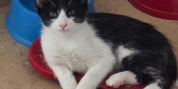 Feira de adoção reúne 15 gatos nesta sexta-feira em Campo Grande