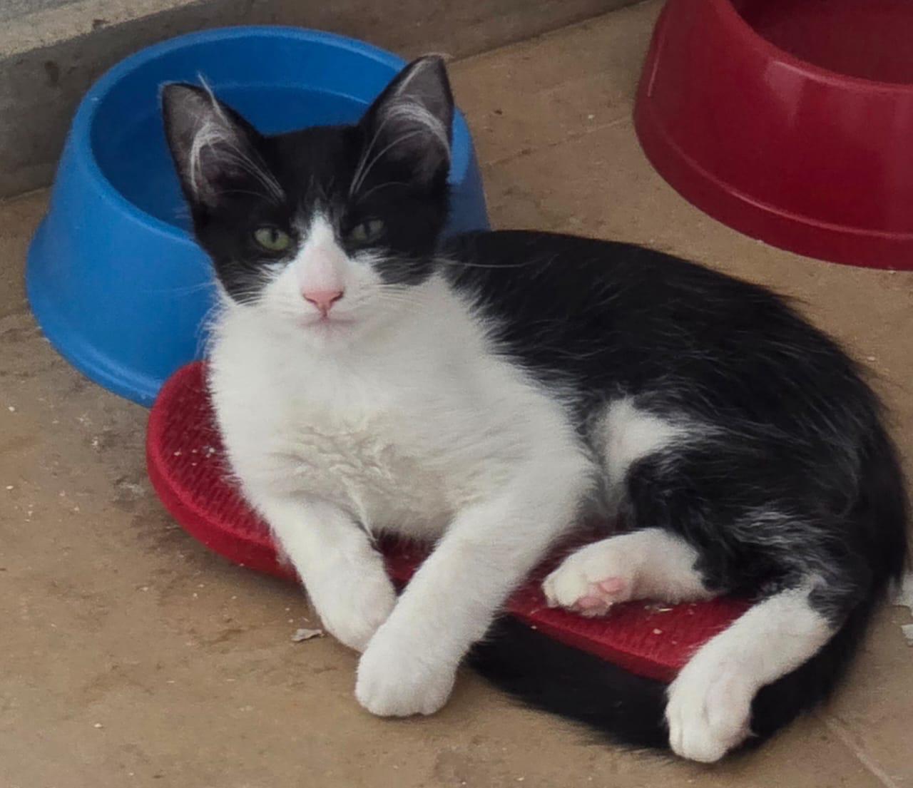 Feira de adoção reúne 15 gatos nesta sexta-feira em Campo Grande