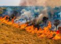 Fogo já destruiu quatro vezes mais área do Pantanal em MS em 2026 Fogo já destruiu quatro vezes mais área do Pantanal em MS em 2026