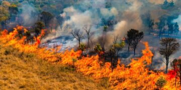 Fogo já destruiu quatro vezes mais área do Pantanal em MS em 2026