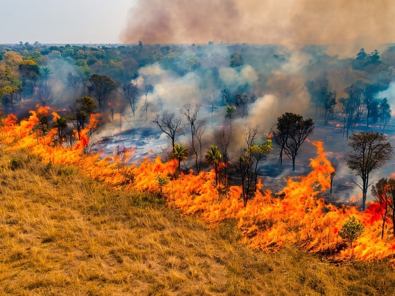 Fogo já destruiu quatro vezes mais área do Pantanal em MS em 2026
