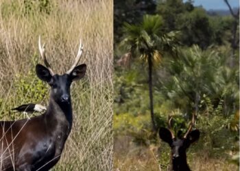 Veado-preto é registrado pela primeira vez no Pantanal de MS