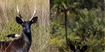 Veado-preto é registrado pela primeira vez no Pantanal de MS