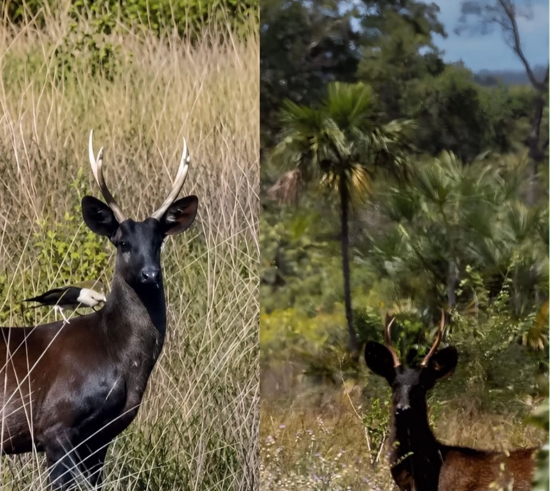 Veado-preto é registrado pela primeira vez no Pantanal de MS