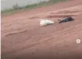 Corpo é encontrado dentro de saco em estrada de terra Corpo é encontrado dentro de saco em estrada de terra