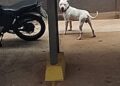 Pitbull invade residência, mata cachorrinha e deixa moradores em pânico em condomínio