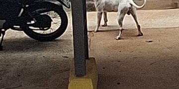 Pitbull invade residência, mata cachorrinha e deixa moradores em pânico em condomínio