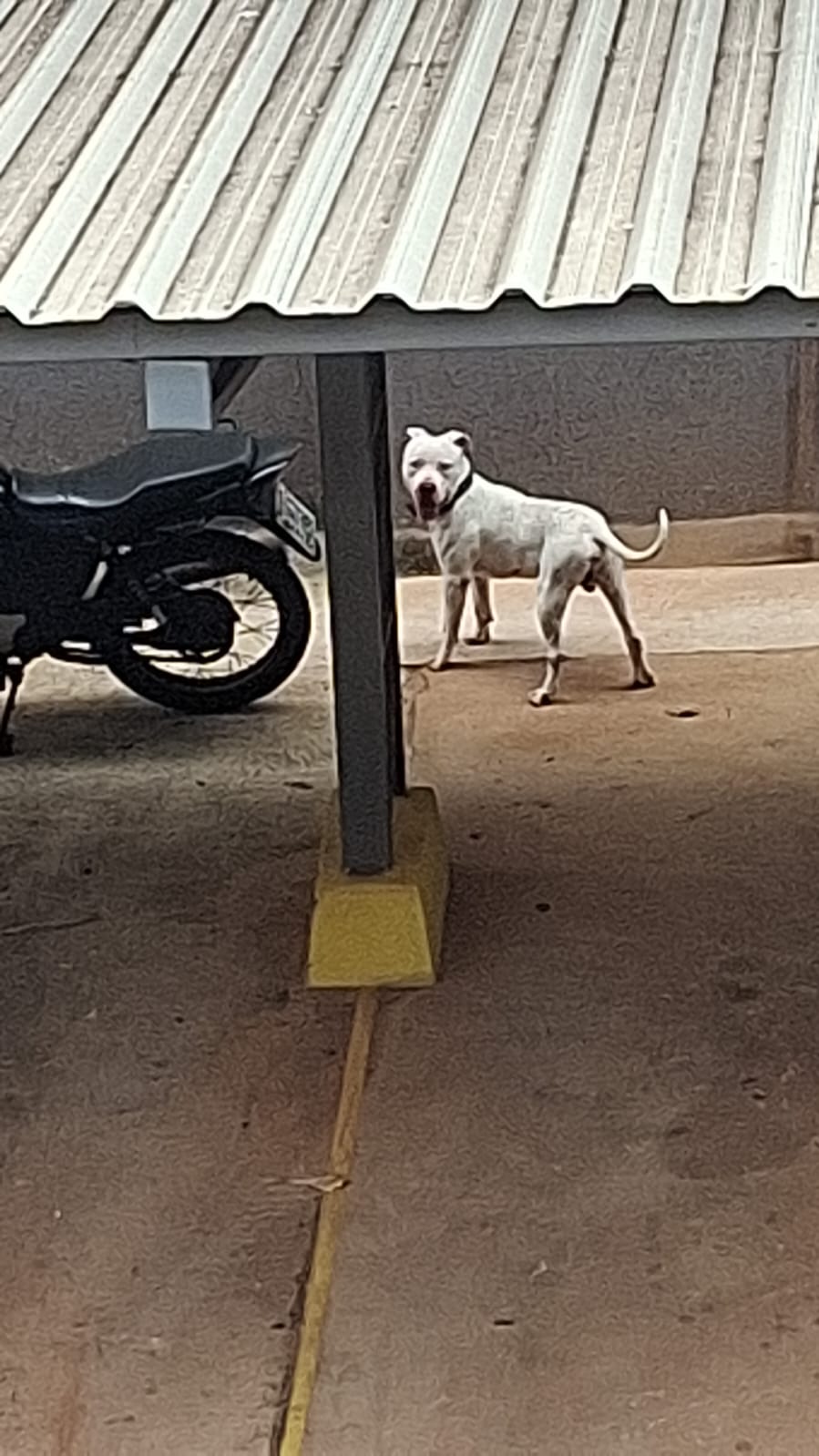 Pitbull invade residência, mata cachorrinha e deixa moradores em pânico em condomínio
