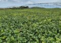 Clima pode reduzir produtividade da soja na safra 2026/27 Clima pode reduzir produtividade da soja na safra 2026/27