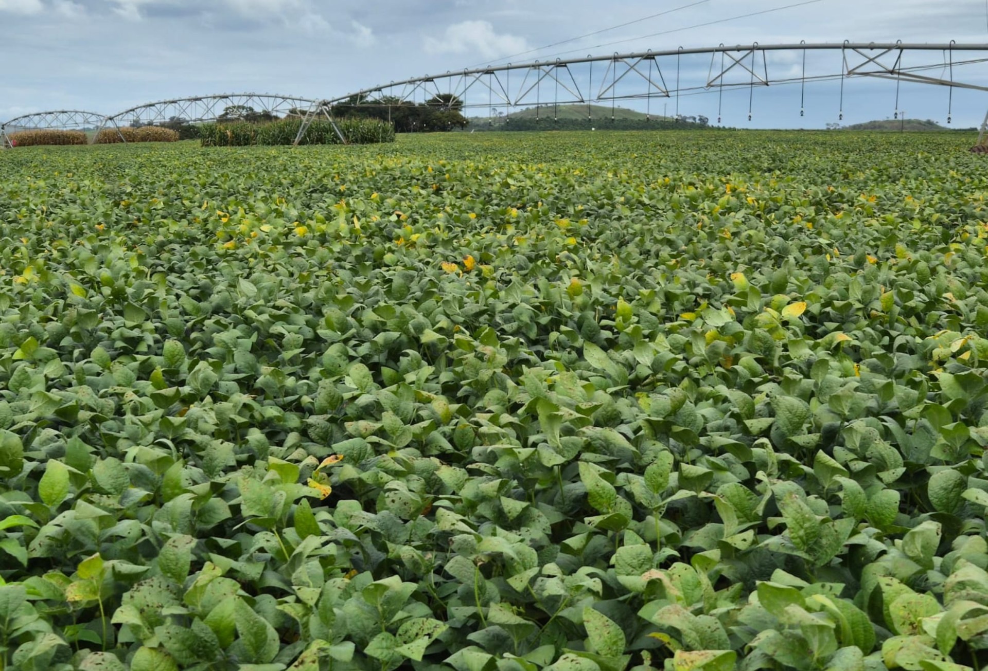 Clima pode reduzir produtividade da soja na safra 2026/27