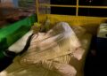Vídeo: Sem vaga no debate, Catan leva “birra eleitoral” para a calçada e diz que “vai dormir na rua” Vídeo: Sem vaga no debate, Catan leva “birra eleitoral” para a calçada e diz que “vai dormir na rua”