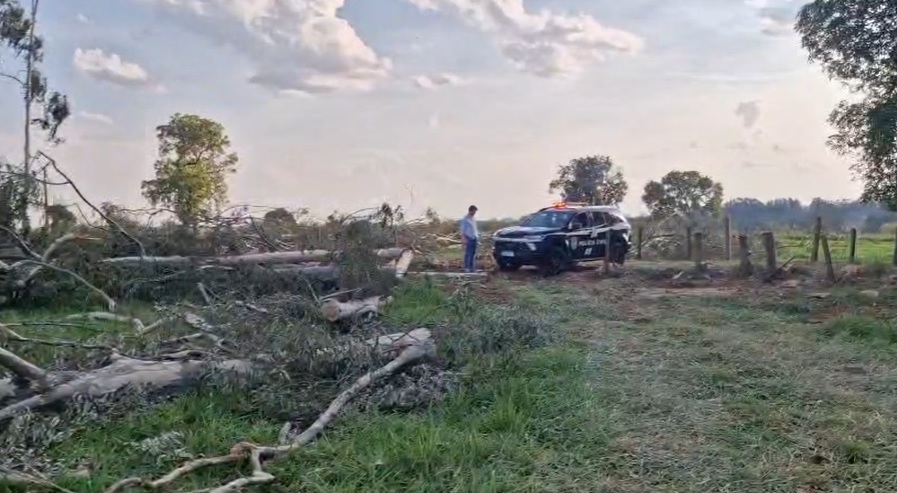 Trabalhador morre após sofrer descarga elétrica durante poda de árvore em Campo Grande