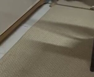 Vídeo mostra mulher encurralando gato e incentivando ataque de cachorro Vídeo mostra mulher encurralando gato e incentivando ataque de cachorro