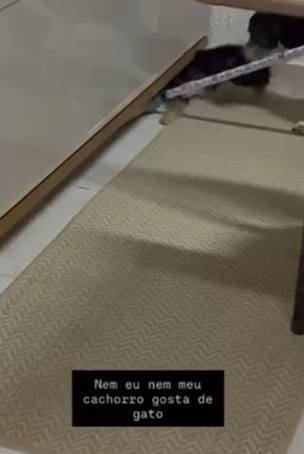 Vídeo mostra mulher encurralando gato e incentivando ataque de cachorro