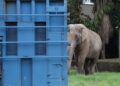 Elefante Sandro segue para santuário em Mato Grosso com apoio da PRF Elefante Sandro segue para santuário em Mato Grosso com apoio da PRF