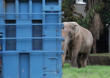 Elefante Sandro segue para santuário em Mato Grosso com apoio da PRF Elefante Sandro segue para santuário em Mato Grosso com apoio da PRF