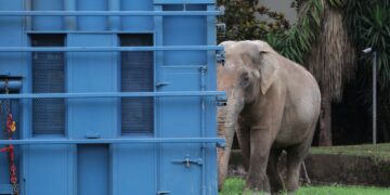 Elefante Sandro segue para santuário em Mato Grosso com apoio da PRF