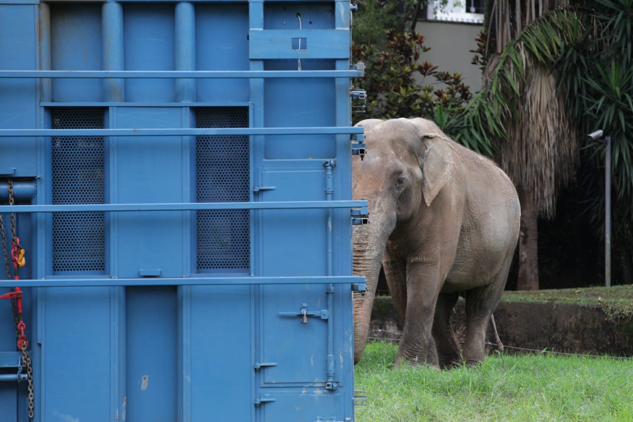 Elefante Sandro segue para santuário em Mato Grosso com apoio da PRF