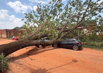 Árvore cai sobre dois carros durante forte ventania no Parque do Lageado