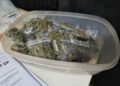 Adolescente de 15 anos é apreendida com 600 gramas de skunk Adolescente de 15 anos é apreendida com 600 gramas de skunk