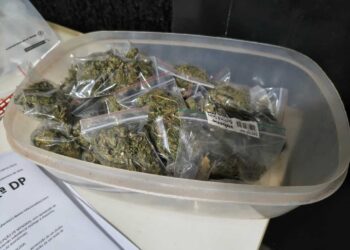 Adolescente de 15 anos é apreendida com 600 gramas de skunk Adolescente de 15 anos é apreendida com 600 gramas de skunk