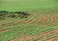 Produção Agrícola Municipal supera R$ 1 bi em 2025 Produção Agrícola Municipal supera R$ 1 bi em 2025