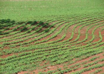 Produção Agrícola Municipal supera R$ 1 bi em 2025 Produção Agrícola Municipal supera R$ 1 bi em 2025