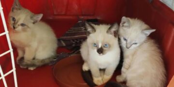 Feira de adoção reúne 14 gatinhos nesta sexta-feira em Campo Grande