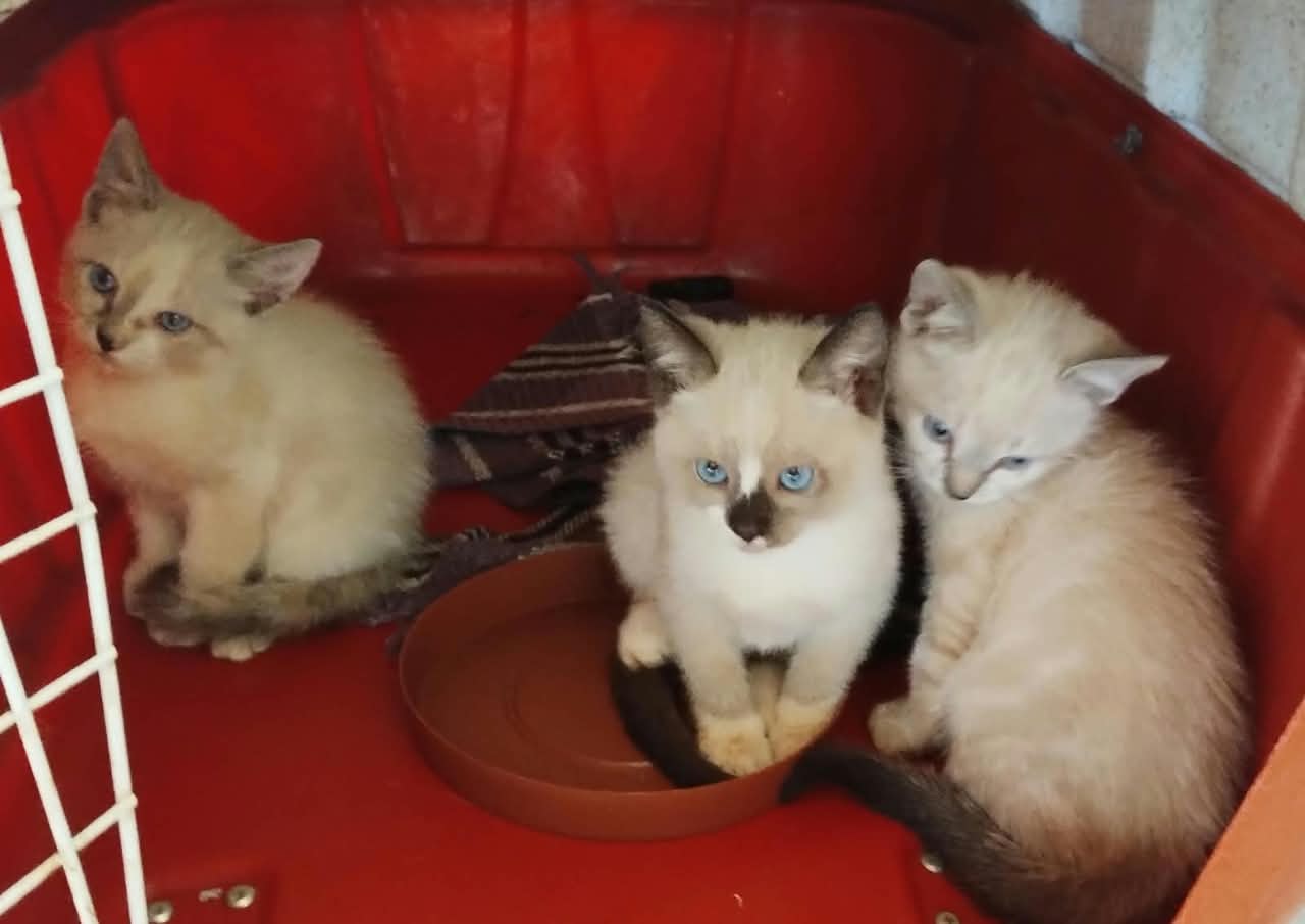 Feira de adoção reúne 14 gatinhos nesta sexta-feira em Campo Grande