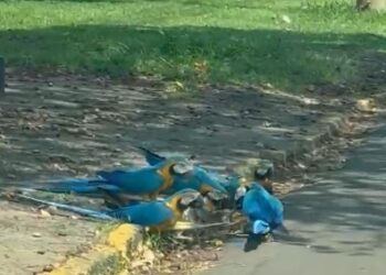 Seis araras atravessam rua e chamam atenção na Vila Popular Seis araras atravessam rua e chamam atenção na Vila Popular