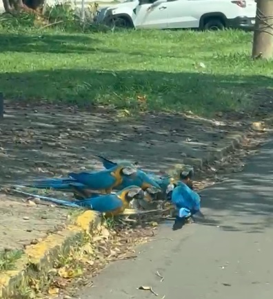 Seis araras atravessam rua e chamam atenção na Vila Popular