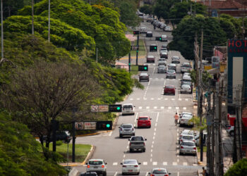 Dia da Árvore reforça importância da arborização na Capital Dia da Árvore reforça importância da arborização na Capital