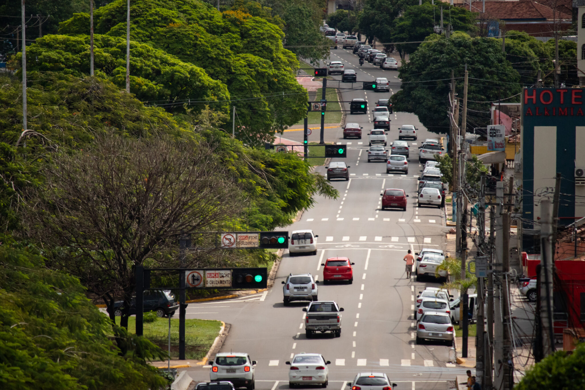 Dia da Árvore reforça importância da arborização na Capital