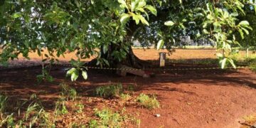 Homem é encontrado morto sob figueira às margens de rodovia em Dourados