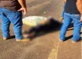 Idosa morre após ser atropelada por carreta em rodovia Idosa morre após ser atropelada por carreta em rodovia