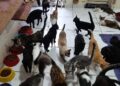 ONG que cuida de mais de 300 gatos pede ajuda para evitar fechamento em Campo Grande ONG que cuida de mais de 300 gatos pede ajuda para evitar fechamento em Campo Grande