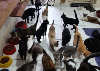 ONG que cuida de mais de 300 gatos pede ajuda para evitar fechamento em Campo Grande ONG que cuida de mais de 300 gatos pede ajuda para evitar fechamento em Campo Grande