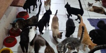 ONG que cuida de mais de 300 gatos pede ajuda para evitar fechamento em Campo Grande