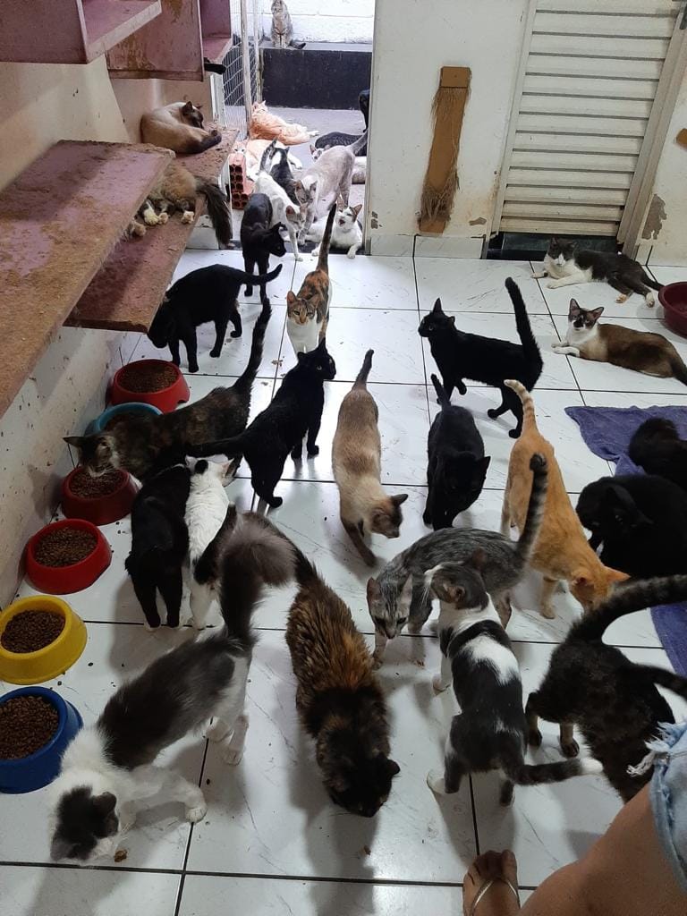 ONG que cuida de mais de 300 gatos pede ajuda para evitar fechamento em Campo Grande