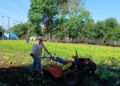 Cultivo de horta urbana vira ação solidária Cultivo de horta urbana vira ação solidária