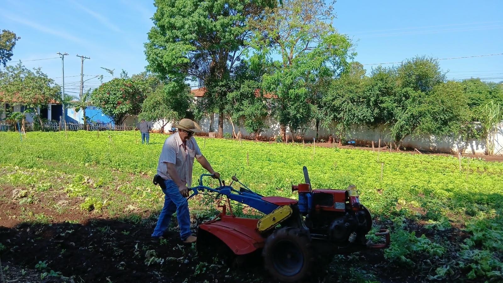 Cultivo de horta urbana vira ação solidária
