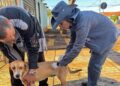 Vacinação contra a raiva acontece neste fim de semana em Campo Grande Vacinação contra a raiva acontece neste fim de semana em Campo Grande